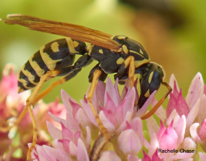 Hornet taken with Sony SEL50M28 FE macro lens