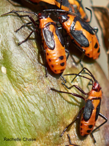 Milkweed bugs taken with Sony SEL50M28 FE macro lens