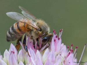 Honey bee taken with Sony SEL50M28 FE macro lens